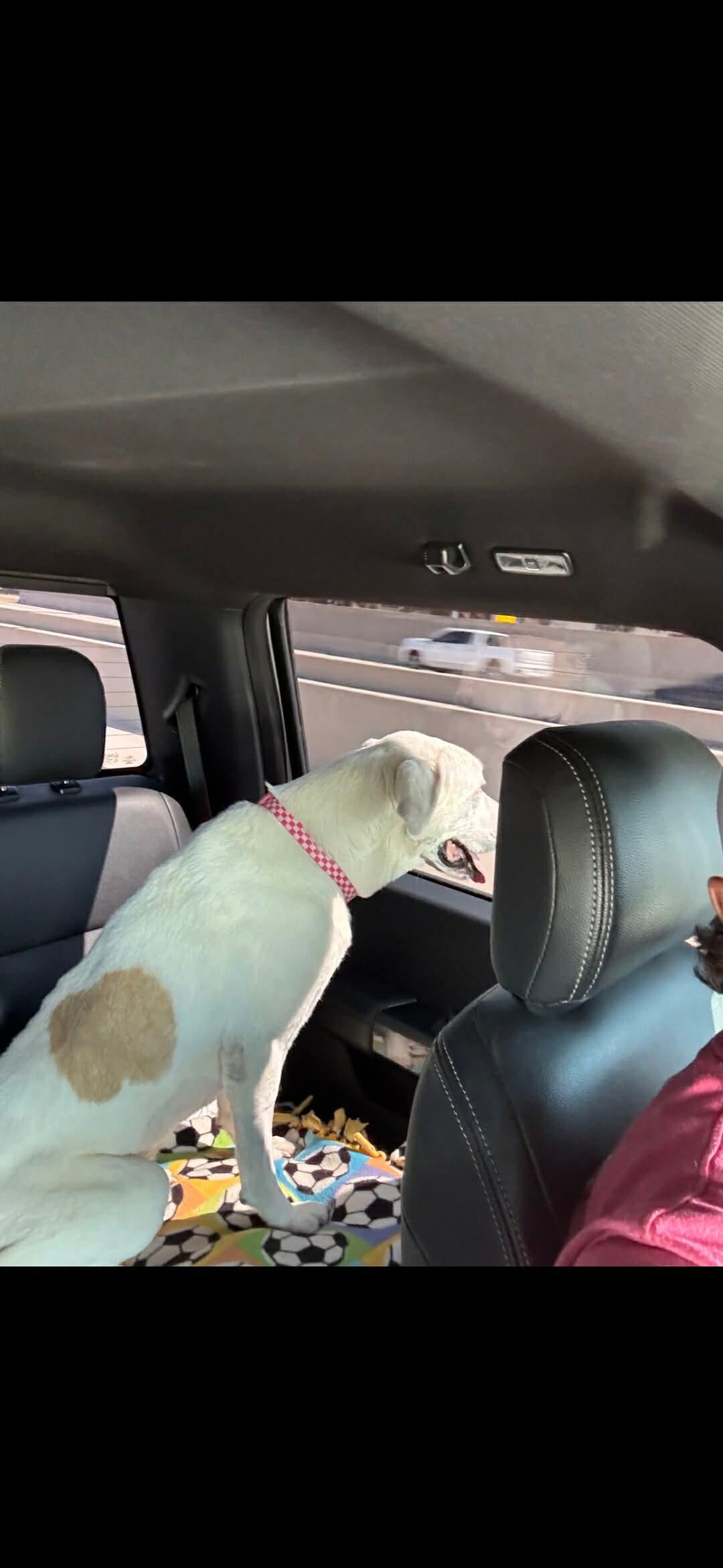 Ellie Belle, a Adoptable Labrador Retriever in Dallas, TX image 1/3