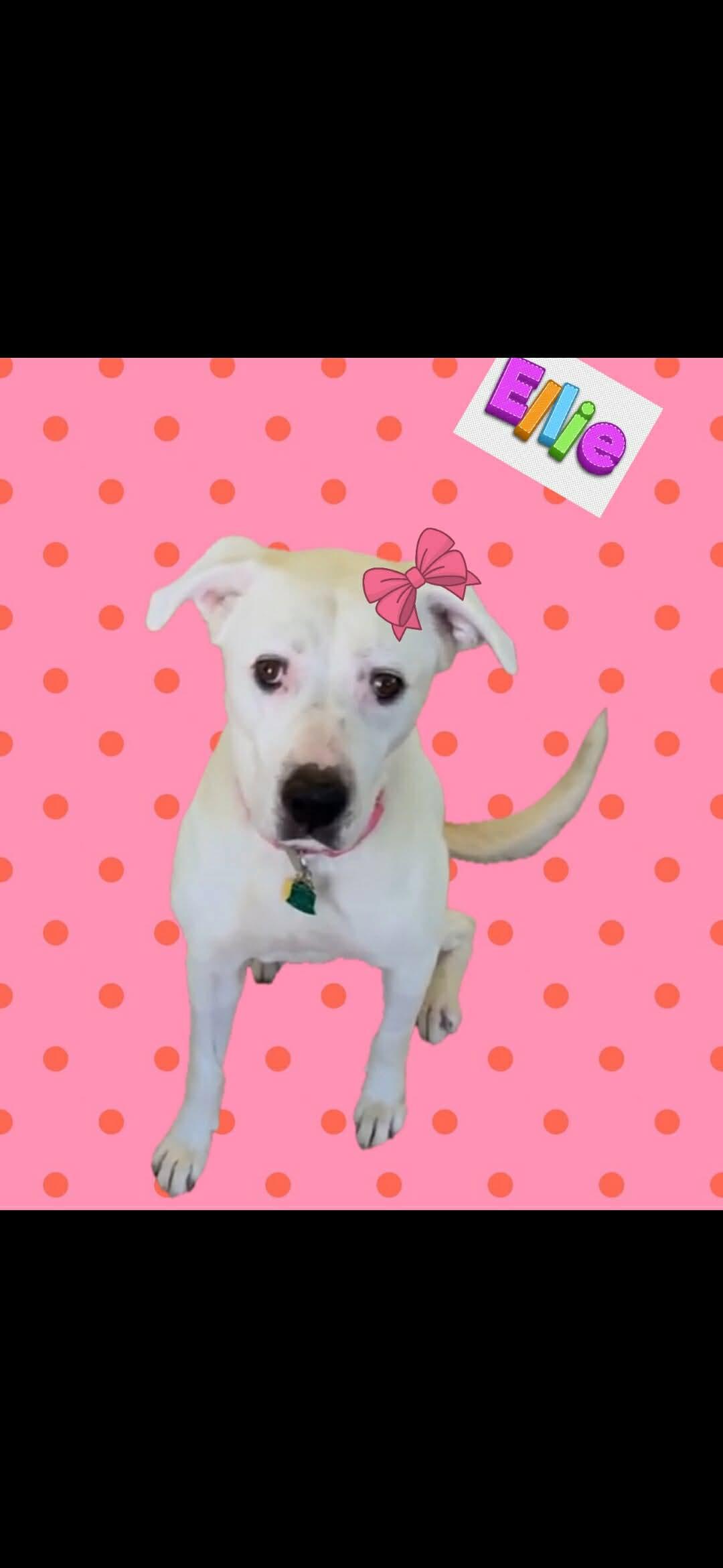 Ellie Belle, a Adoptable Labrador Retriever in Dallas, TX image 3/3