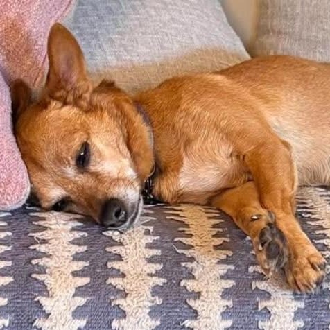 Canela, a ADOPTABLE mixed breed in Calgary, AB image 4/4