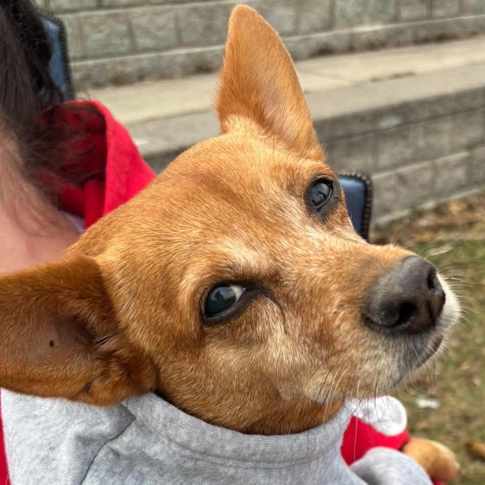 Canela, a ADOPTABLE mixed breed in Calgary, AB image 2/4