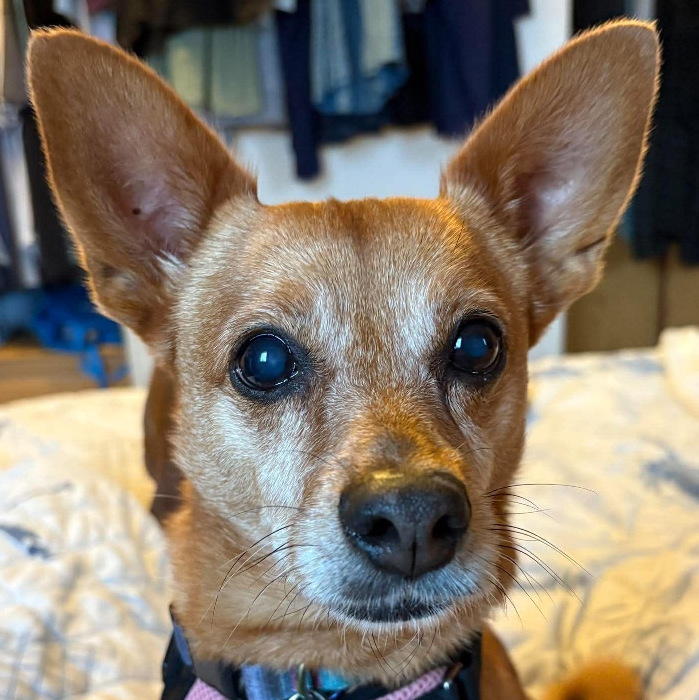 Canela, ADOPTABLE, Adult Female Chihuahua.