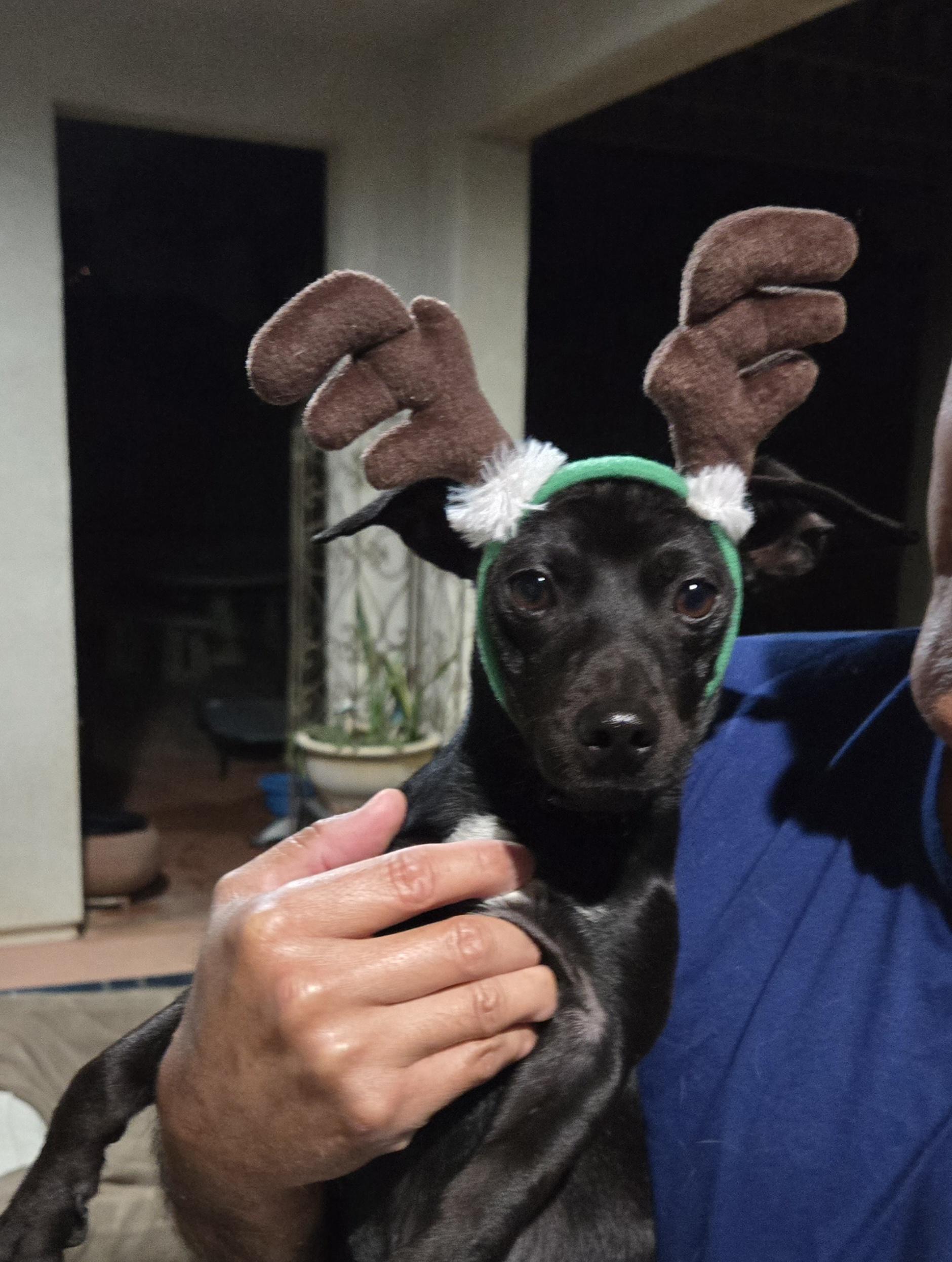 Wayne , an adopted mixed breed in Palm Desert, CA image 4/6