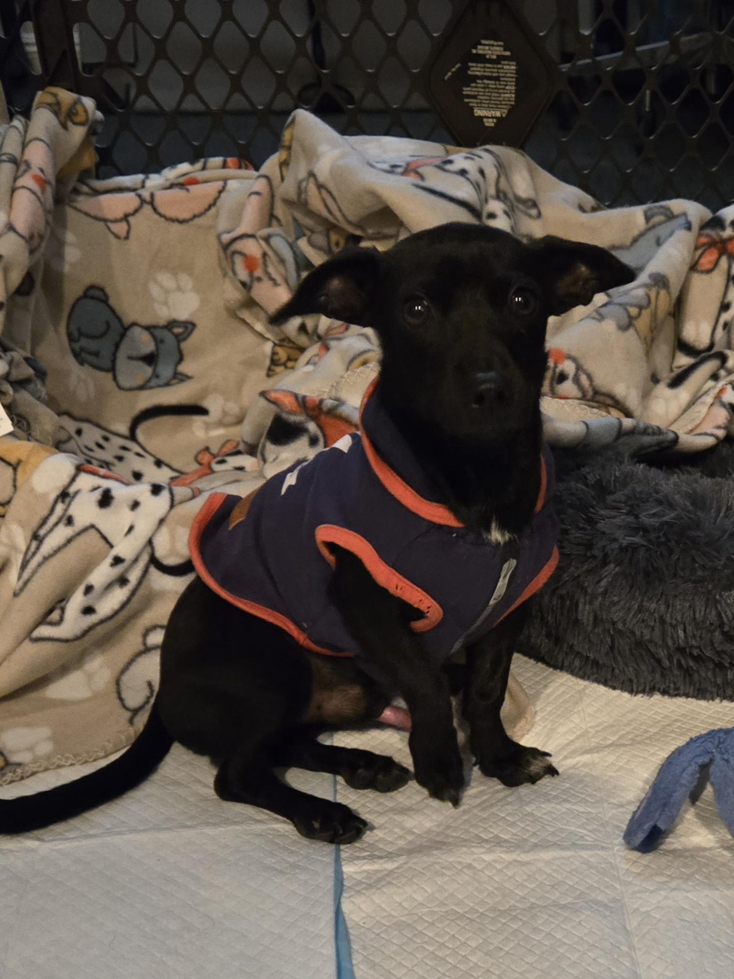 Wayne , an adopted mixed breed in Palm Desert, CA image 6/6