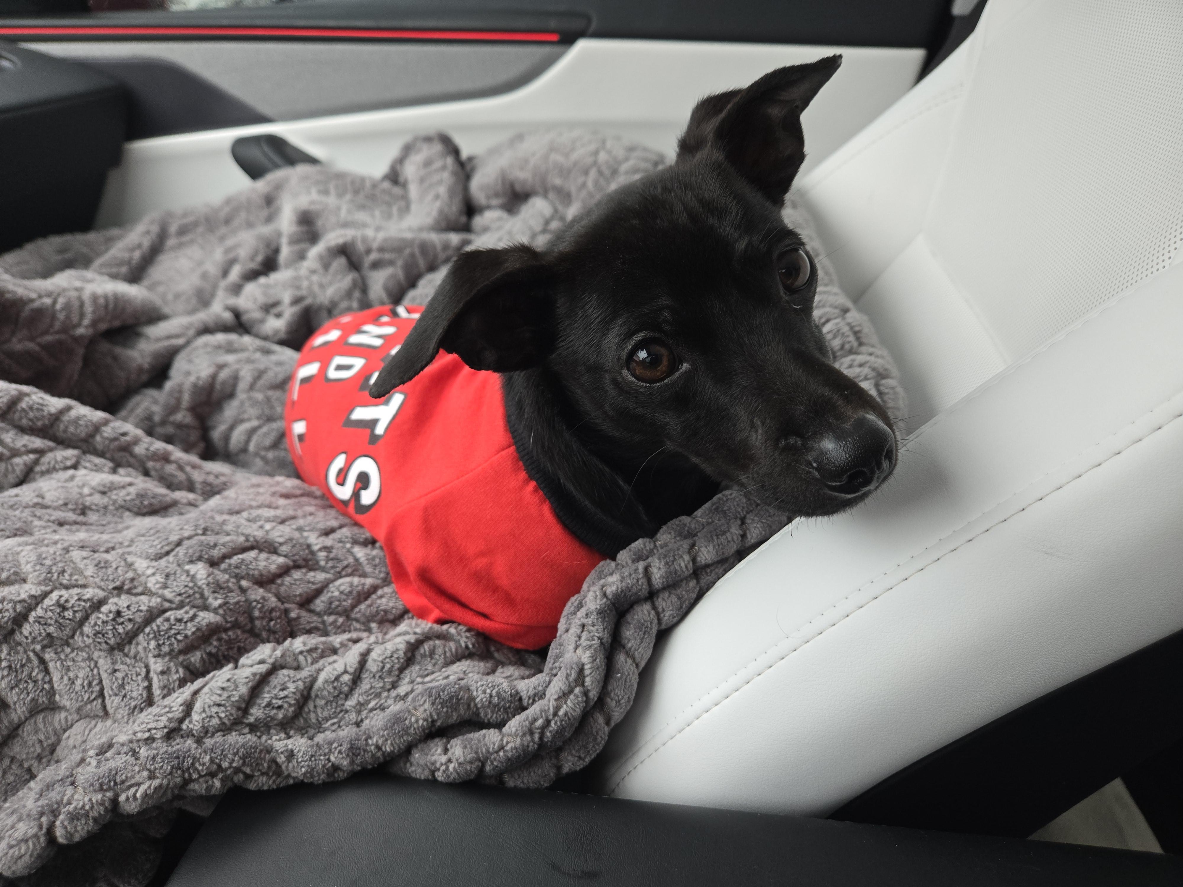 Wayne , an adopted mixed breed in Palm Desert, CA image 1/6