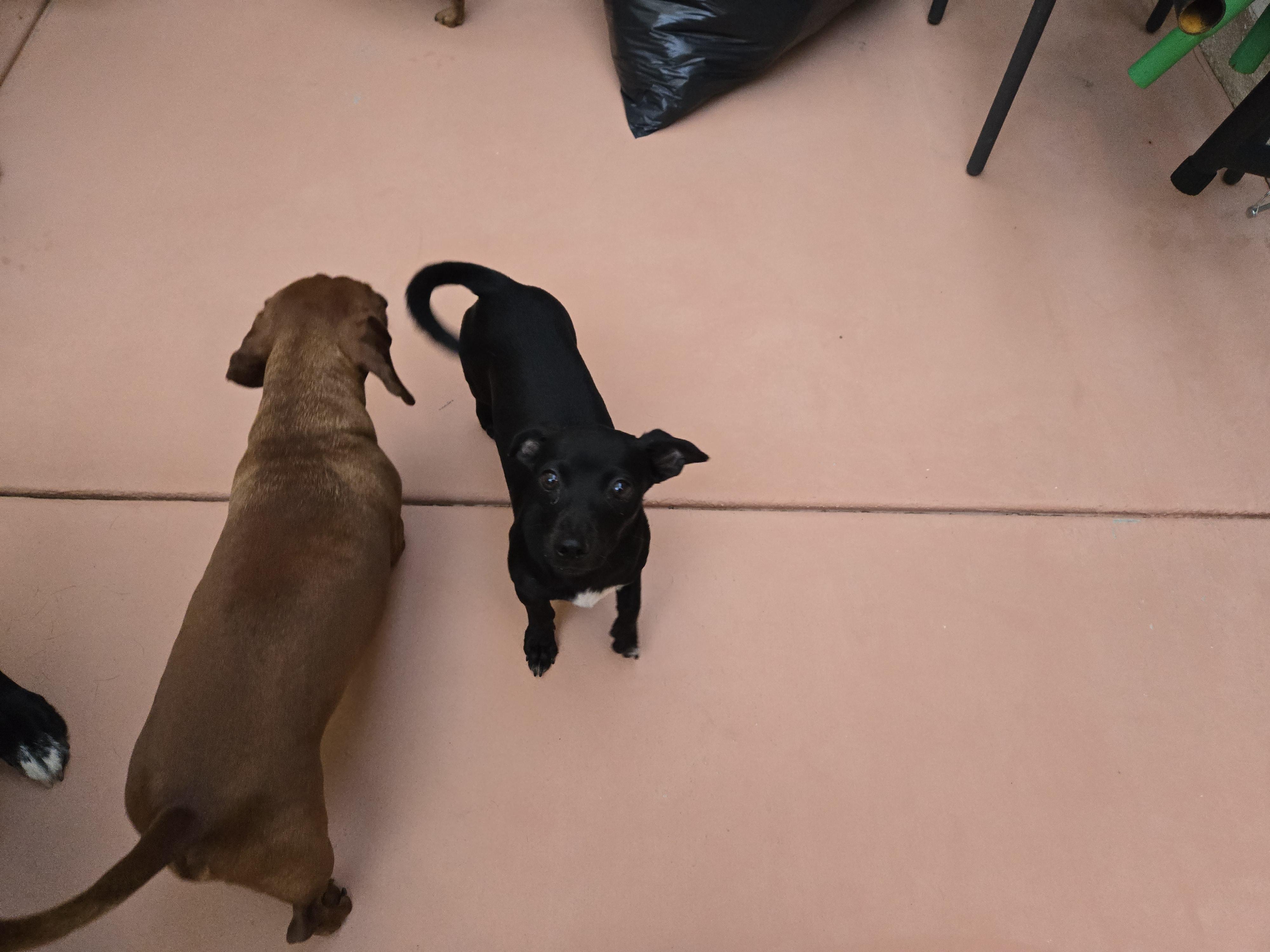 Wayne , an adopted mixed breed in Palm Desert, CA image 3/6