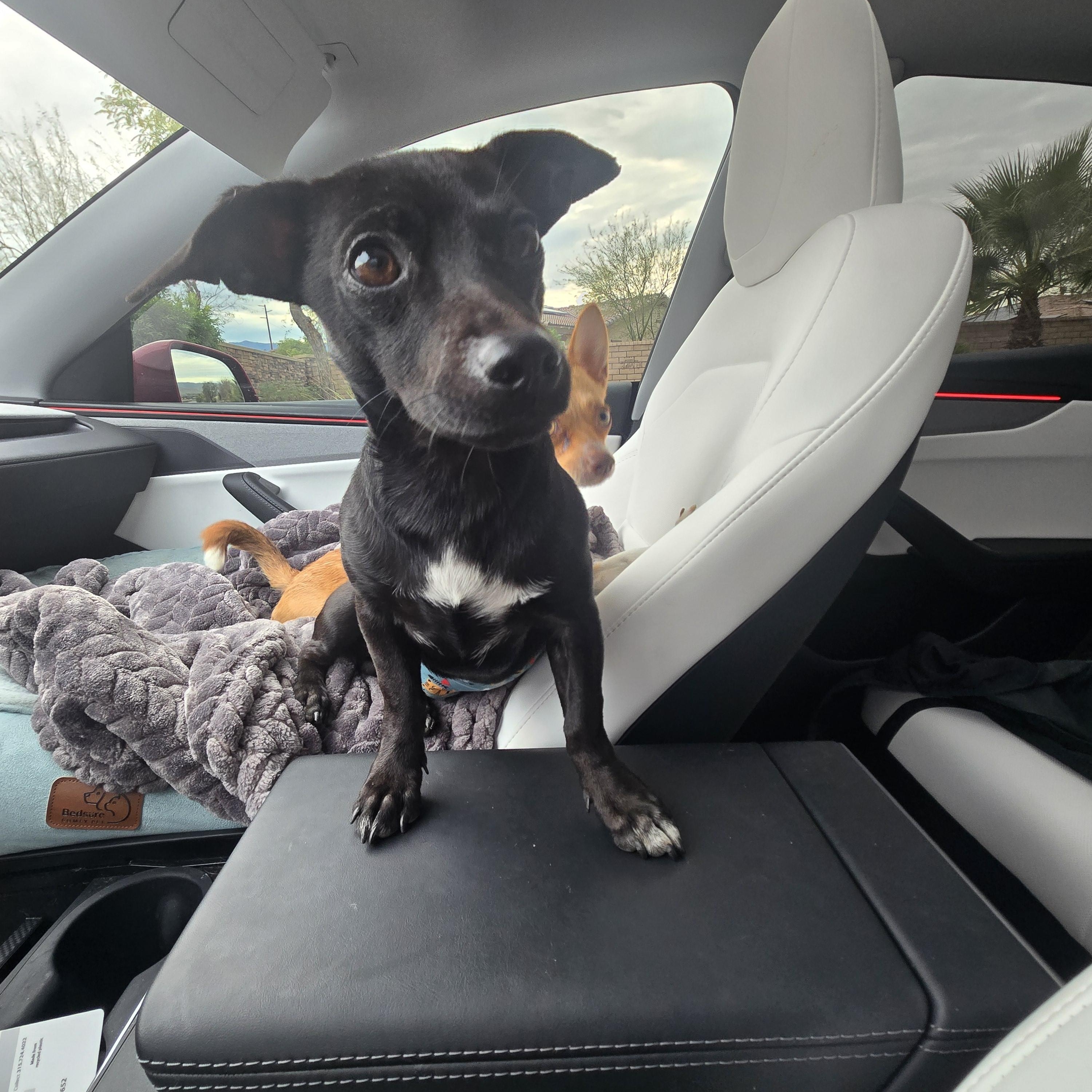 Wayne , an adopted mixed breed in Palm Desert, CA image 2/6