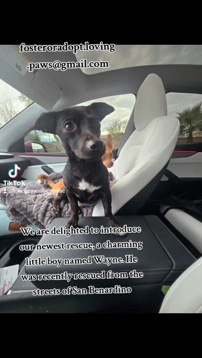 Enlarge Wayne , an adopted mixed breed in Palm Desert, CA video 5/6