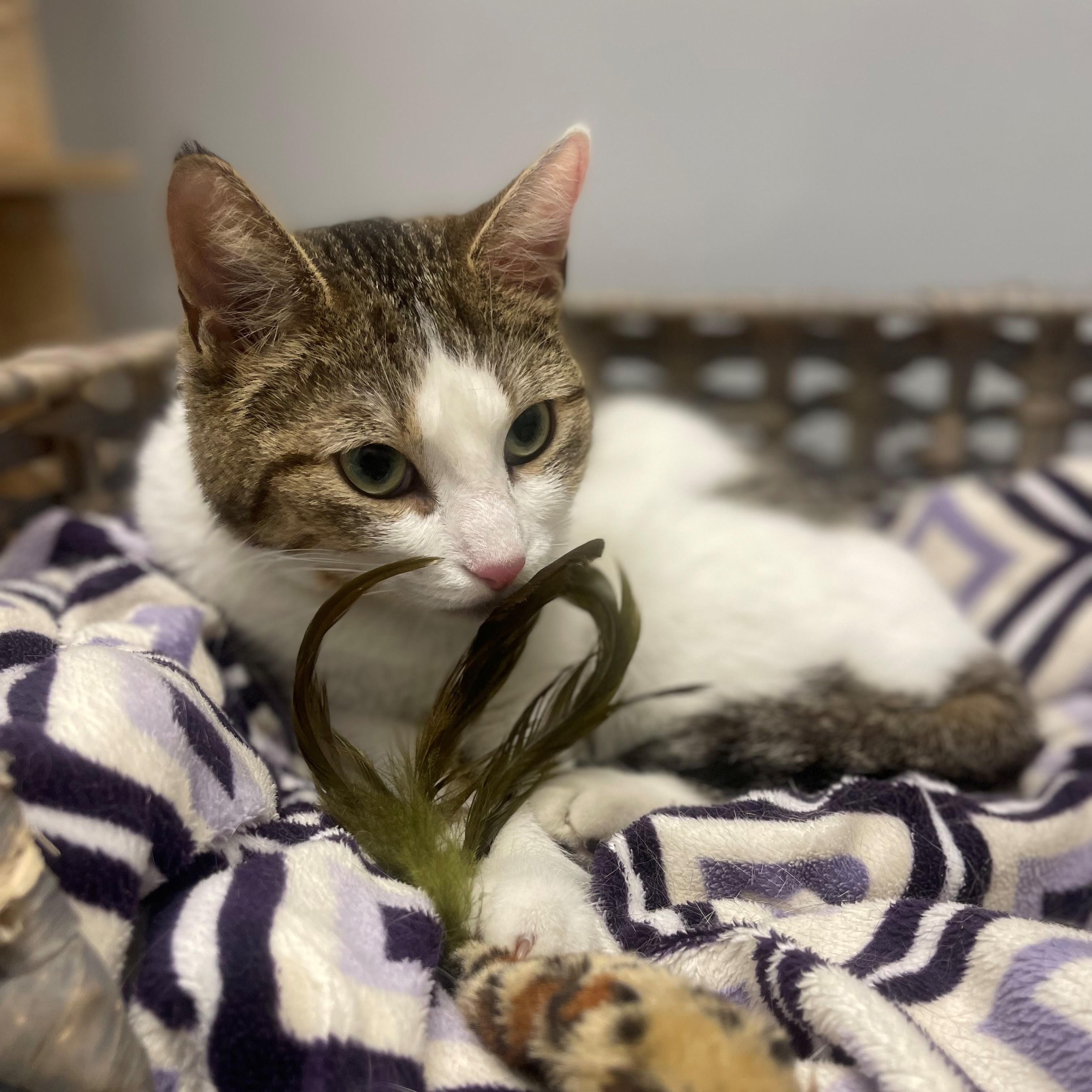 Sam, ADOPTABLE, Young Female Domestic Short Hair.