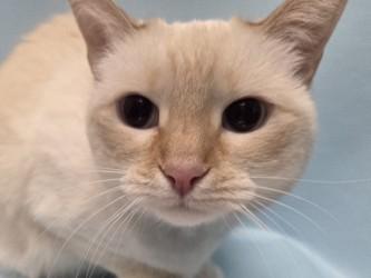 Lulu, a Adoptable mixed breed in Woodbury, MN image 1/3