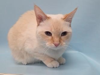 Lulu, a Adoptable mixed breed in Woodbury, MN image 2/3