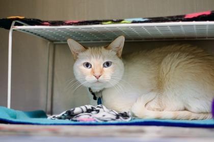 Lulu, a Adoptable mixed breed in Woodbury, MN image 3/3