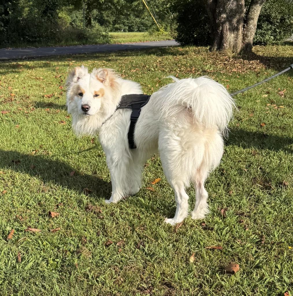 Bo, ADOPTABLE, Adult • Male, Chow Chow & Husky.