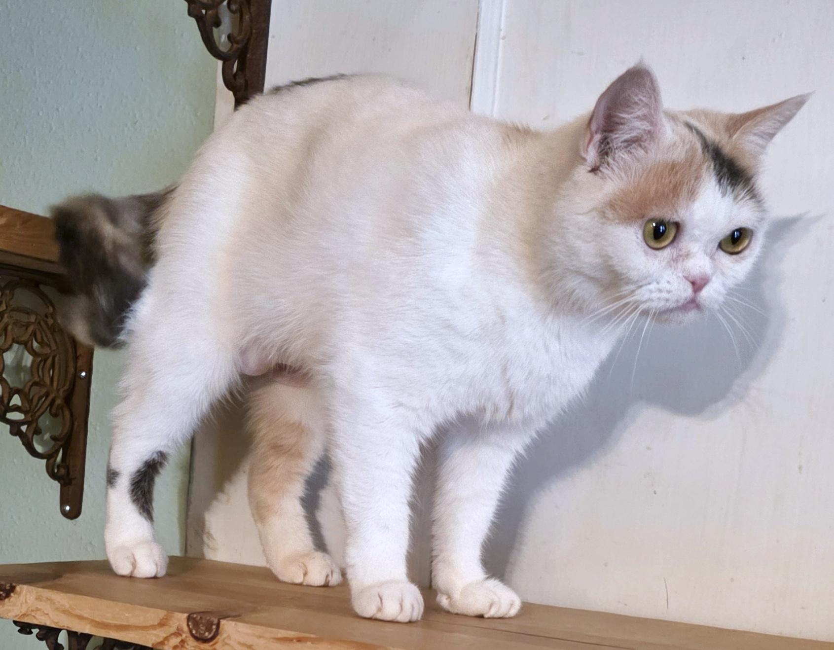 Bunny, a ADOPTABLE mixed breed in Converse, TX image 3/6