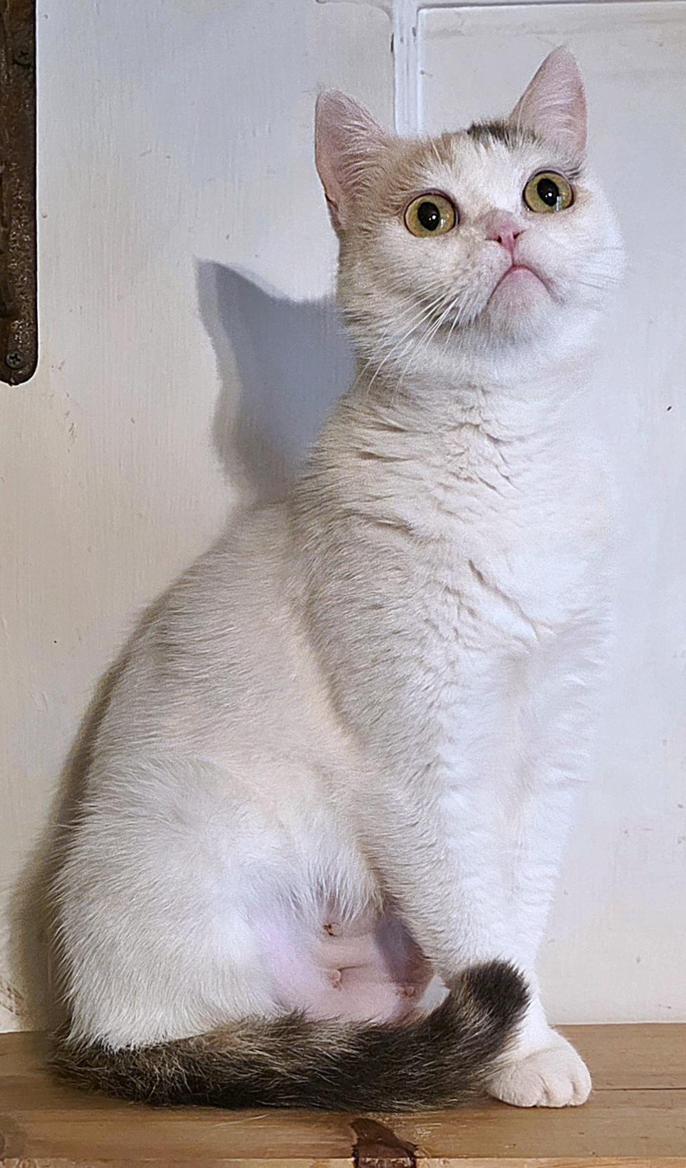 Bunny, a ADOPTABLE mixed breed in Converse, TX image 2/6