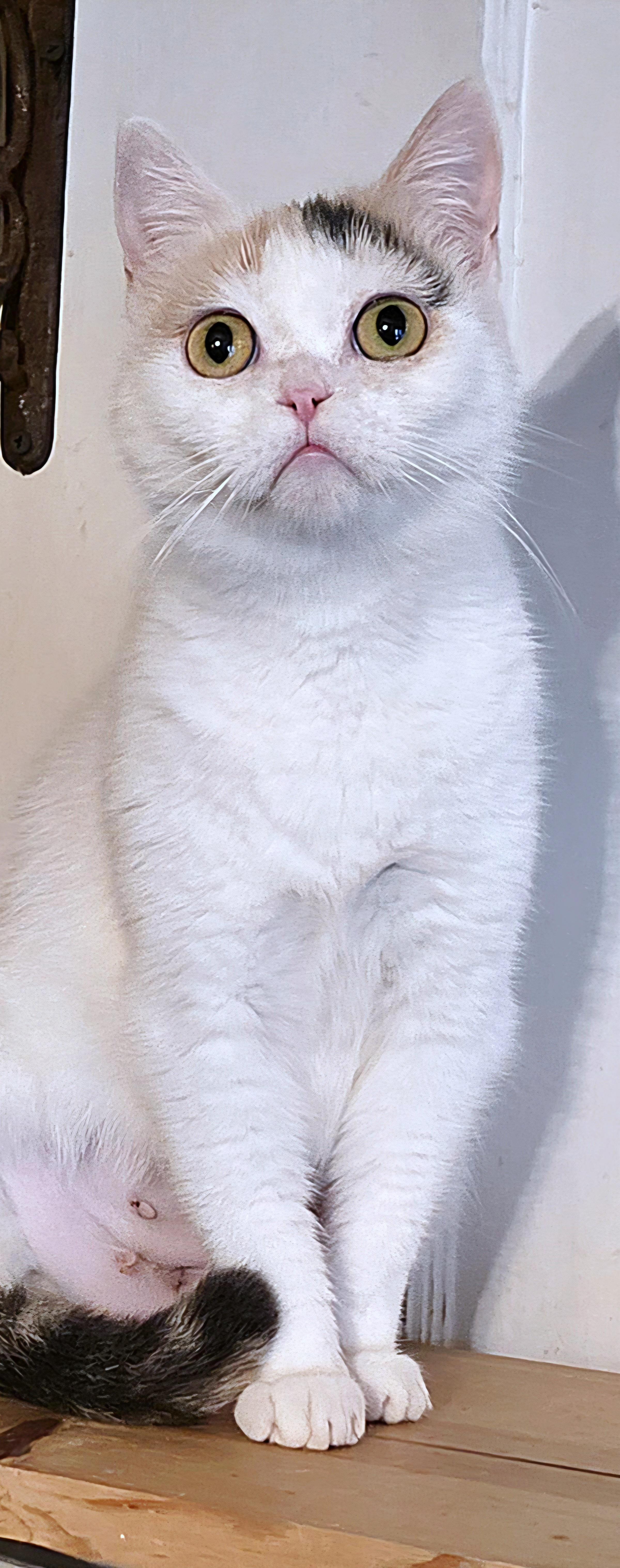 Bunny, a ADOPTABLE mixed breed in Converse, TX image 5/6