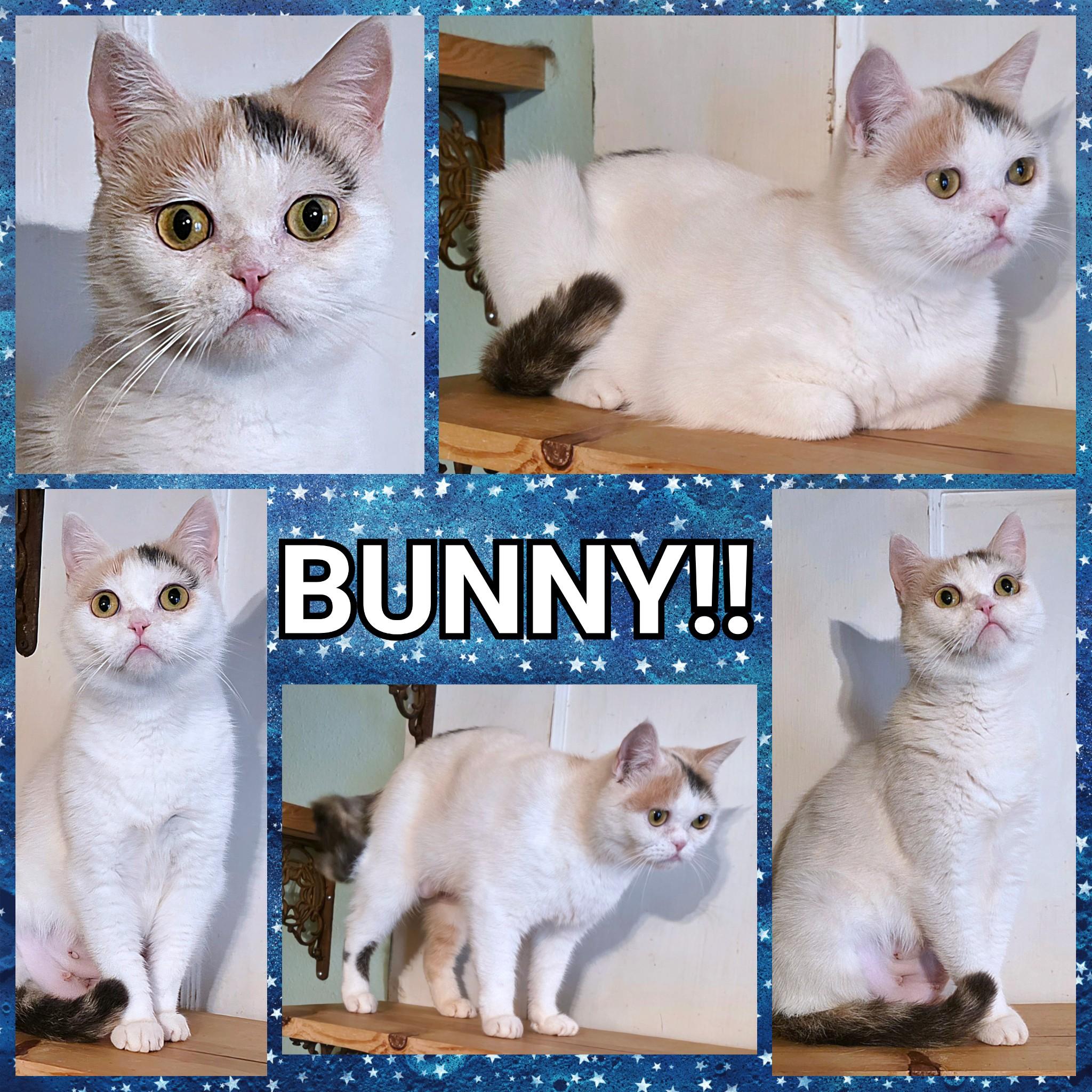 Bunny, a ADOPTABLE mixed breed in Converse, TX image 6/6