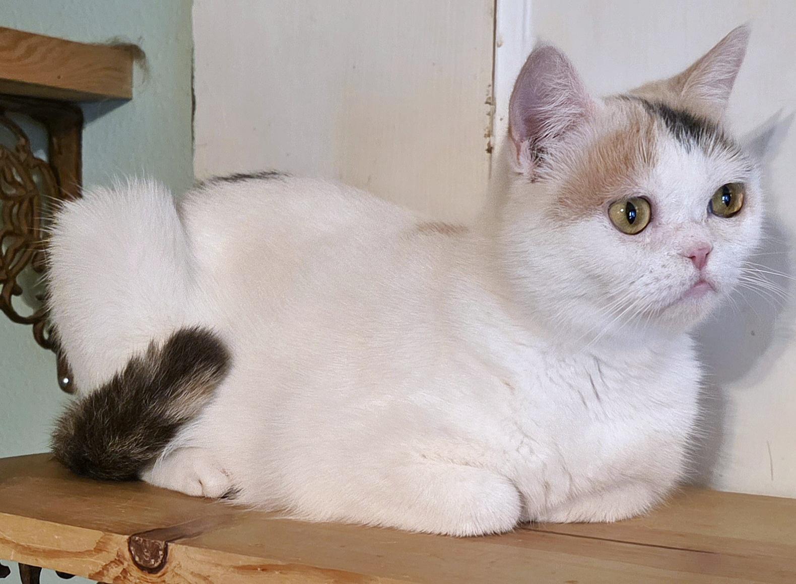 Bunny, a ADOPTABLE mixed breed in Converse, TX image 4/6