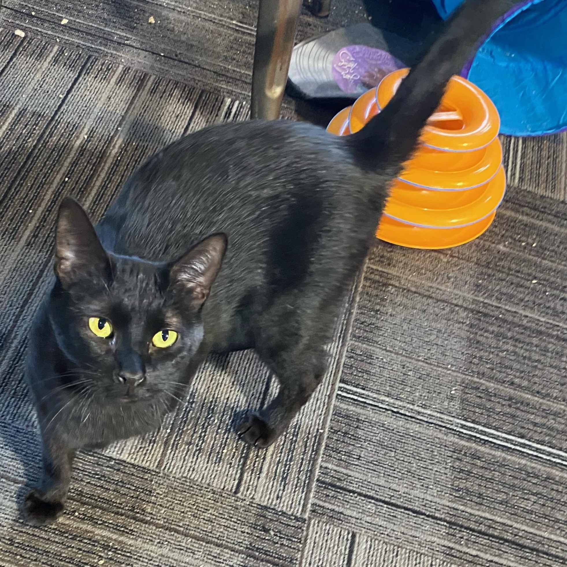 Enlarge Dave, a Adoptable Domestic Short Hair in Holly, MI image 1/4