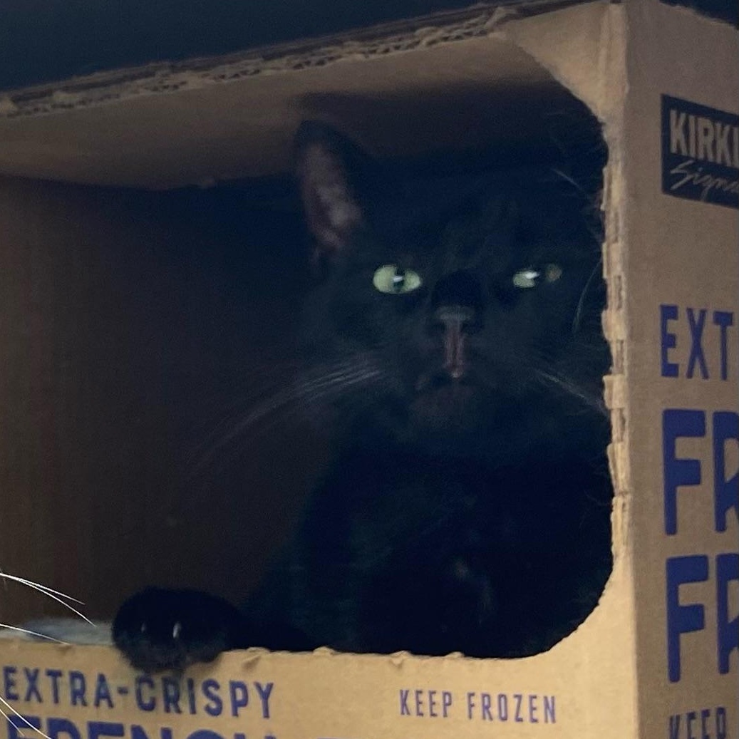 Enlarge Dave, a Adoptable Domestic Short Hair in Holly, MI image 2/4