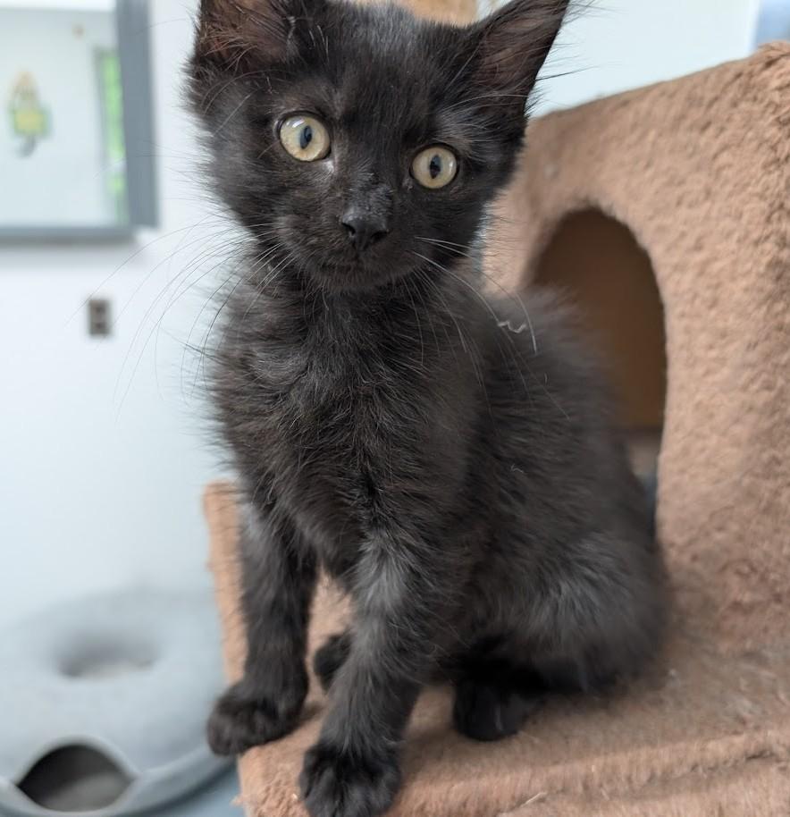 Enlarge Hutch, a Adopted Domestic Long Hair in Carthage, IL image 3/6