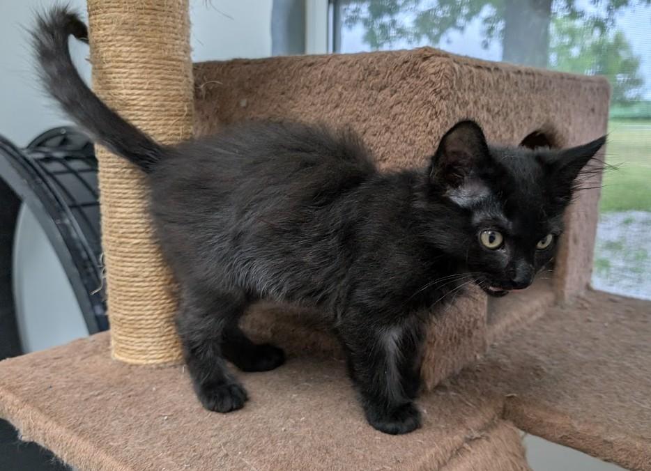 Enlarge Hutch, a Adopted Domestic Long Hair in Carthage, IL image 2/6