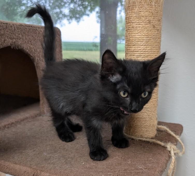 Enlarge Hutch, a Adopted Domestic Long Hair in Carthage, IL image 4/6