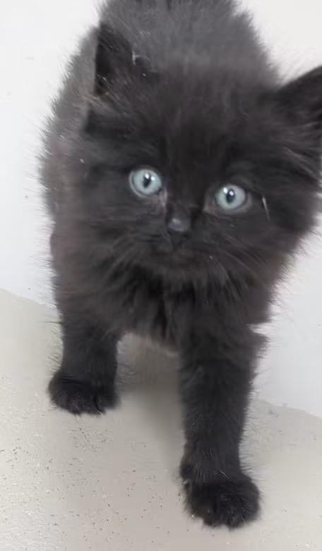 Hutch, Adopted, Kitten Male Domestic Long Hair.