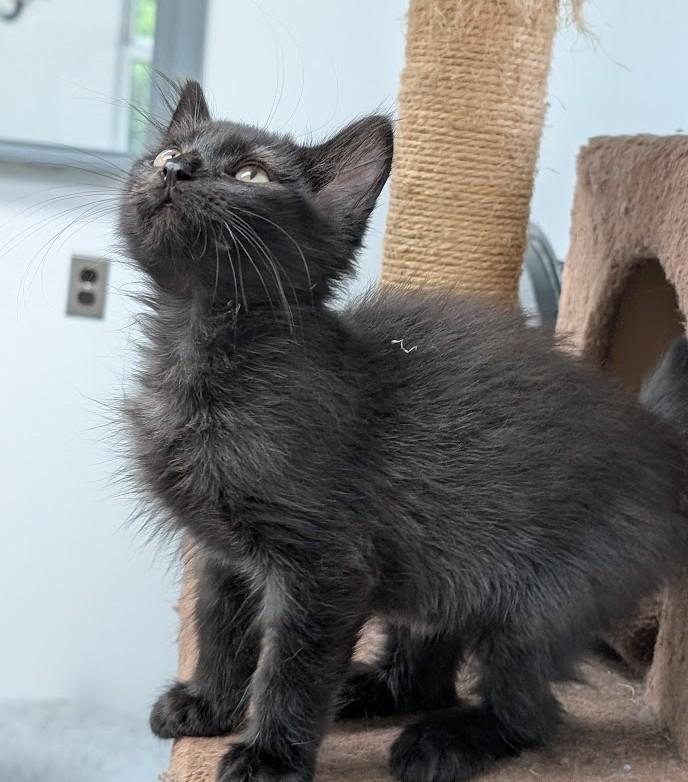 Enlarge Hutch, a Adopted Domestic Long Hair in Carthage, IL image 5/6
