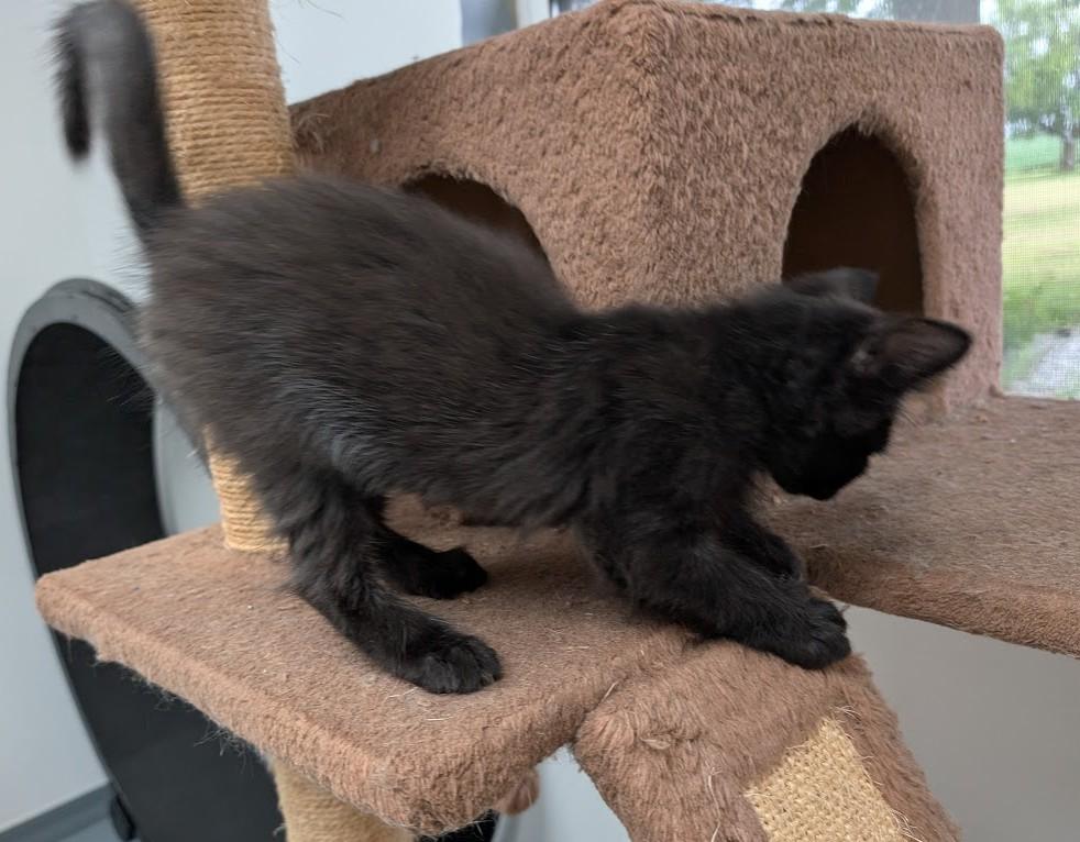 Enlarge Hutch, a Adopted Domestic Long Hair in Carthage, IL image 6/6