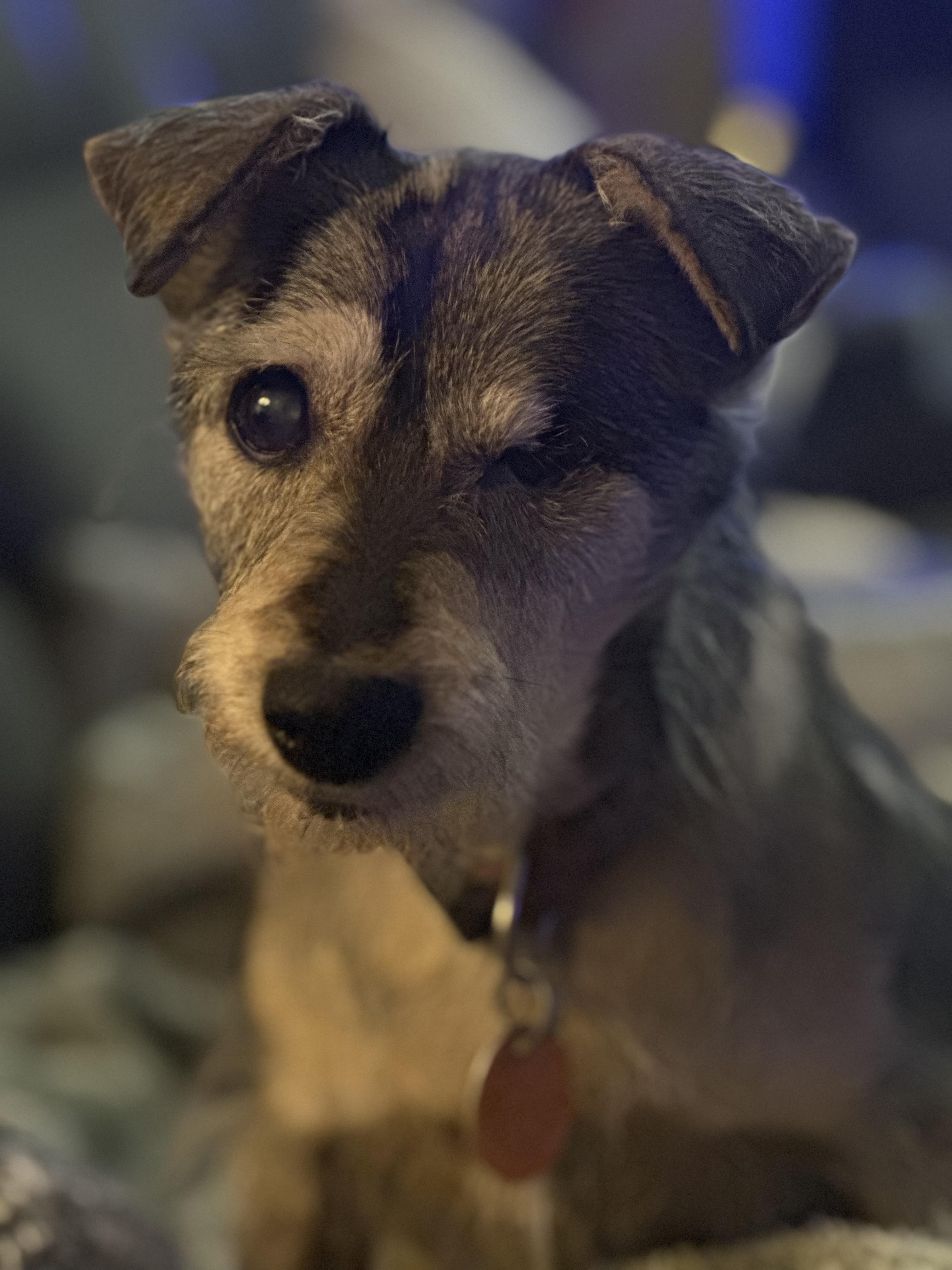 Enlarge Toto, a Adoptable Mixed Breed in Joppa, AL image 2/2