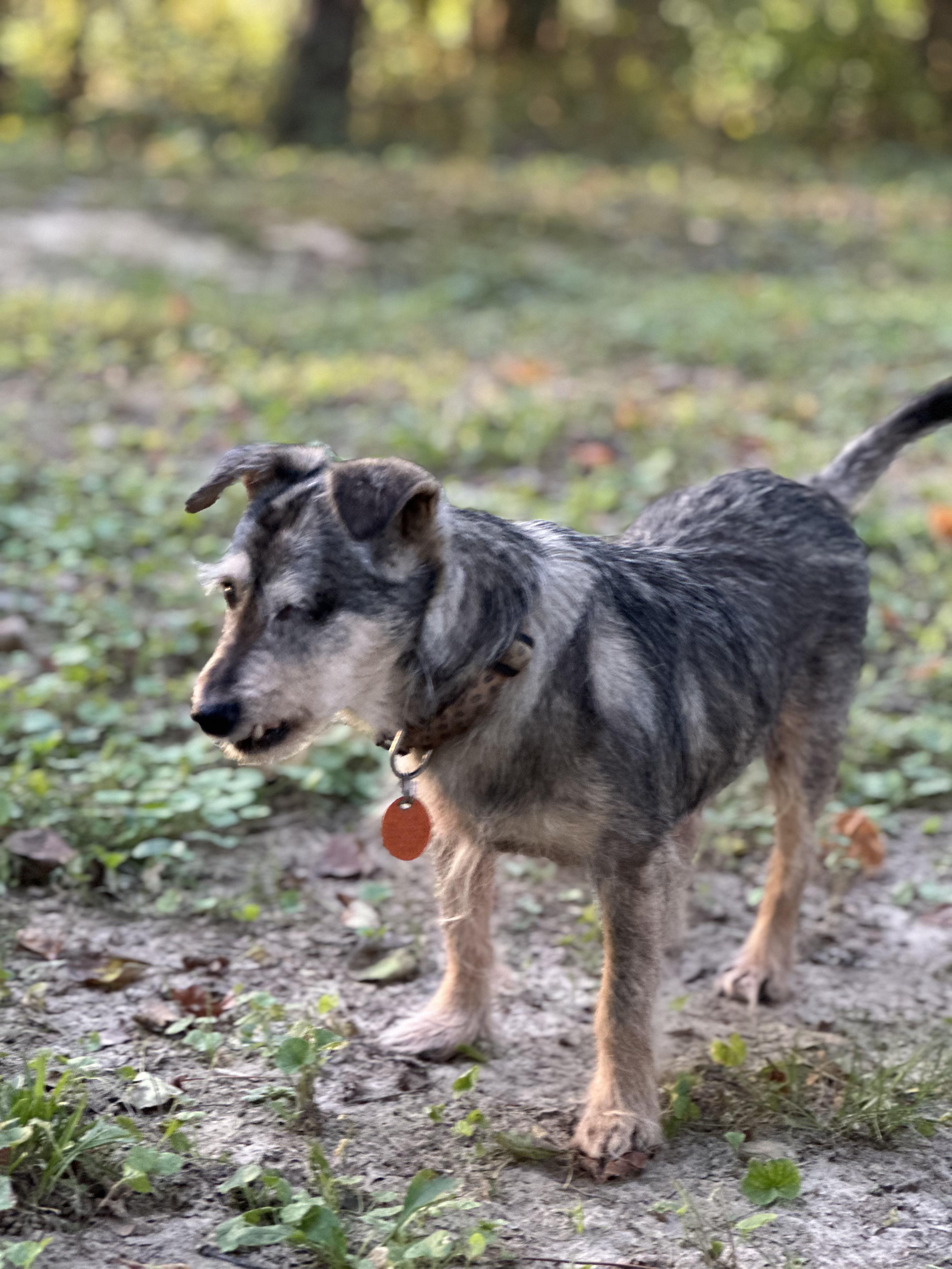 Toto, Adoptable, Senior Male Mixed Breed.