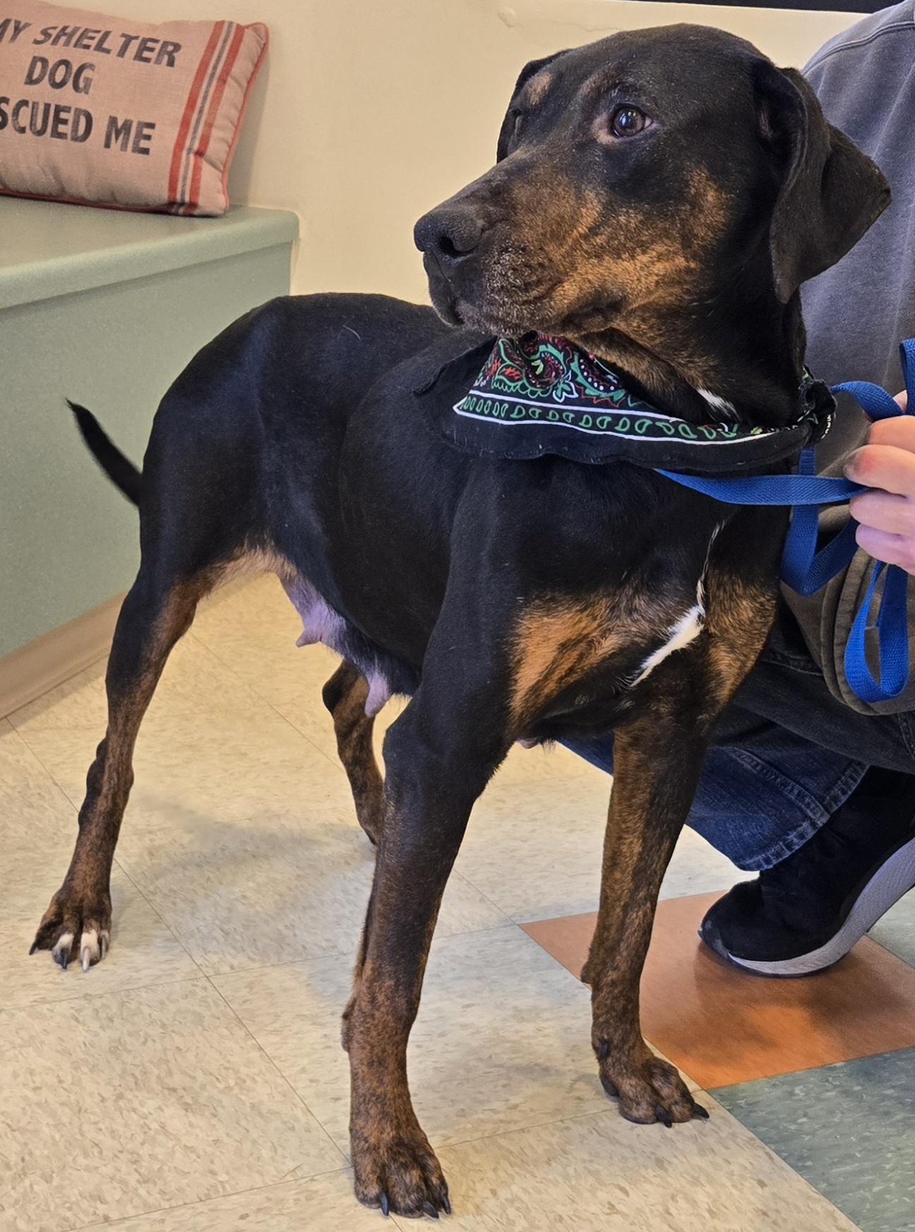 Sadie, ADOPTABLE, Adult Female Labrador Retriever & Black and Tan Coonhound.