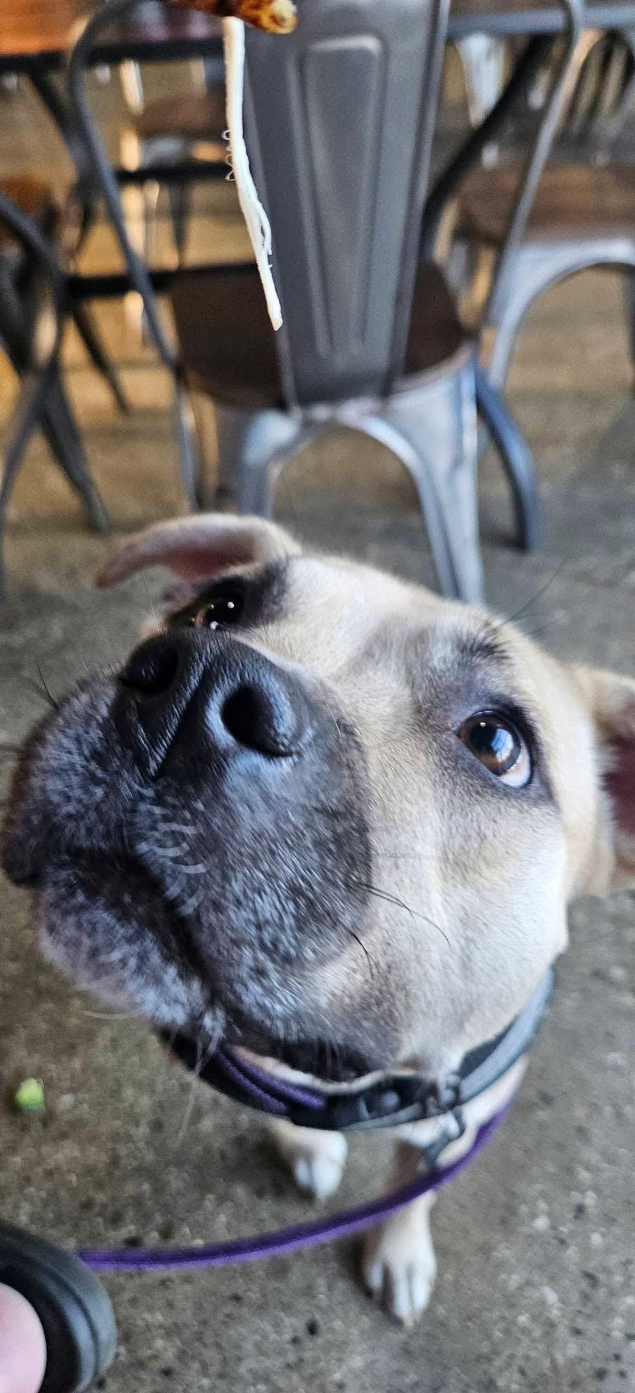 Enlarge Venti, a Adoptable mixed breed in Troy, MI image 2/6