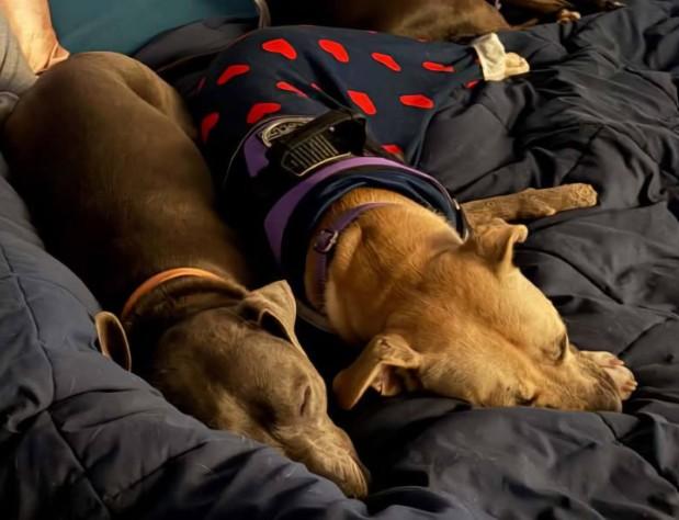 Enlarge Venti, a Adoptable mixed breed in Troy, MI image 3/6