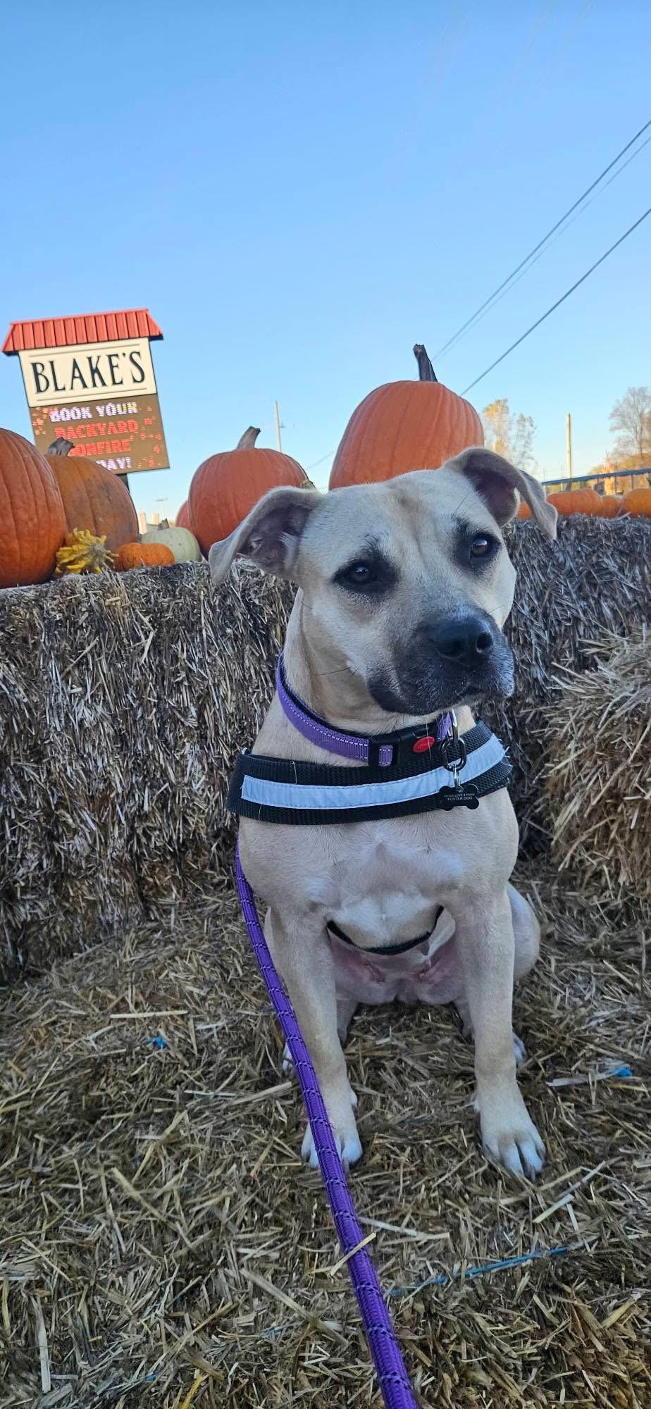 Enlarge Venti, a Adoptable mixed breed in Troy, MI image 4/6