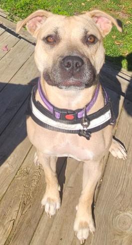 Enlarge Venti, a Adoptable mixed breed in Troy, MI image 5/6