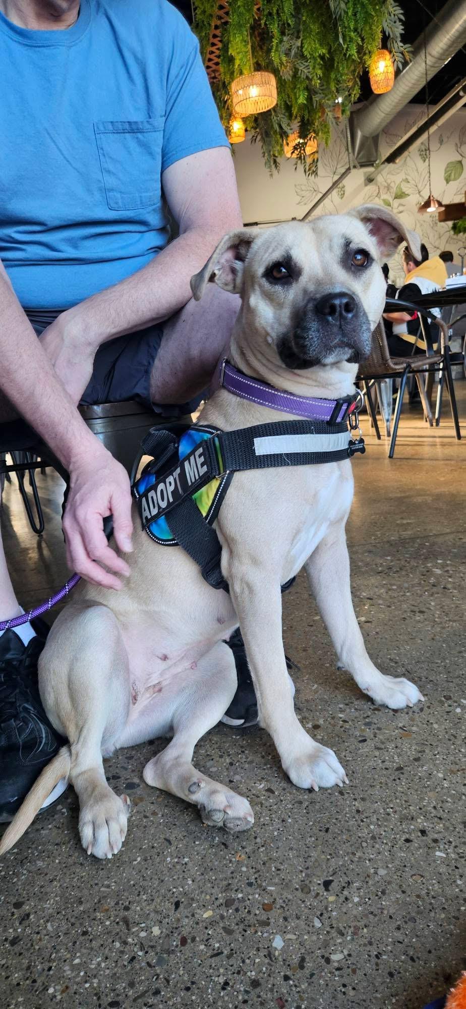 Enlarge Venti, a Adoptable mixed breed in Troy, MI image 6/6