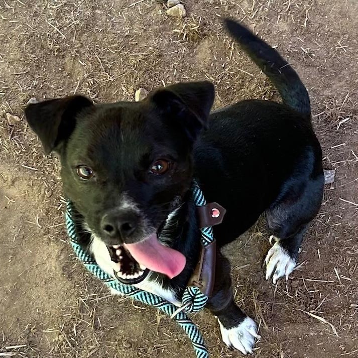 Mikey, Adopted, Adult Male Chihuahua.