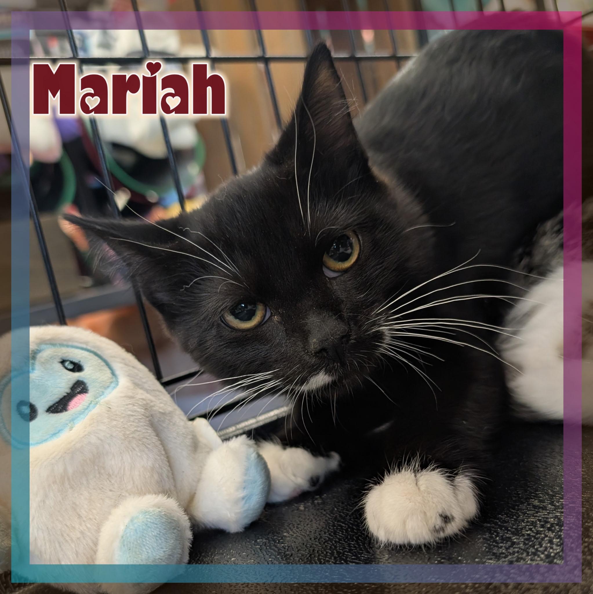 Mariah, Adopted, Kitten Female Domestic Short Hair.