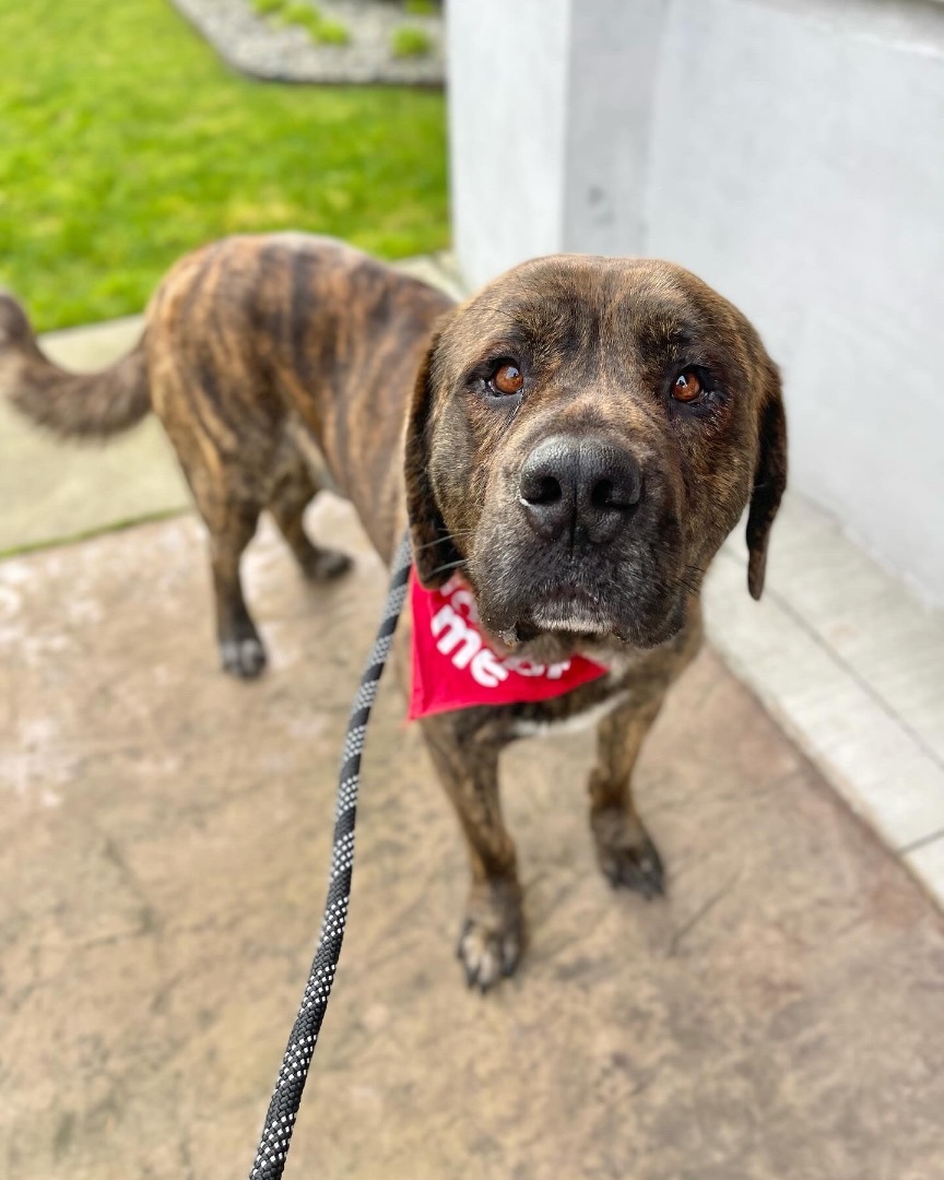 Tiger, a Adoptable mixed breed in lynnwood , WA image 1/6