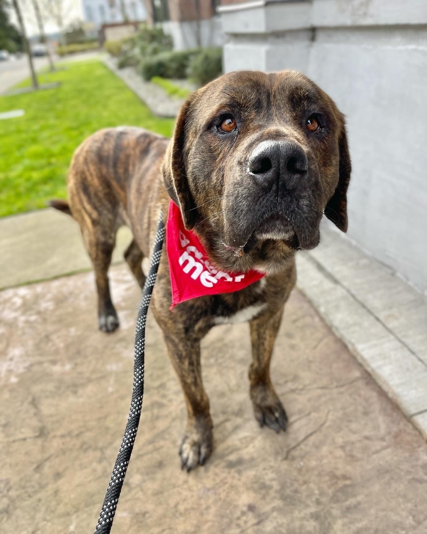 Tiger, a Adoptable mixed breed in lynnwood , WA image 2/6