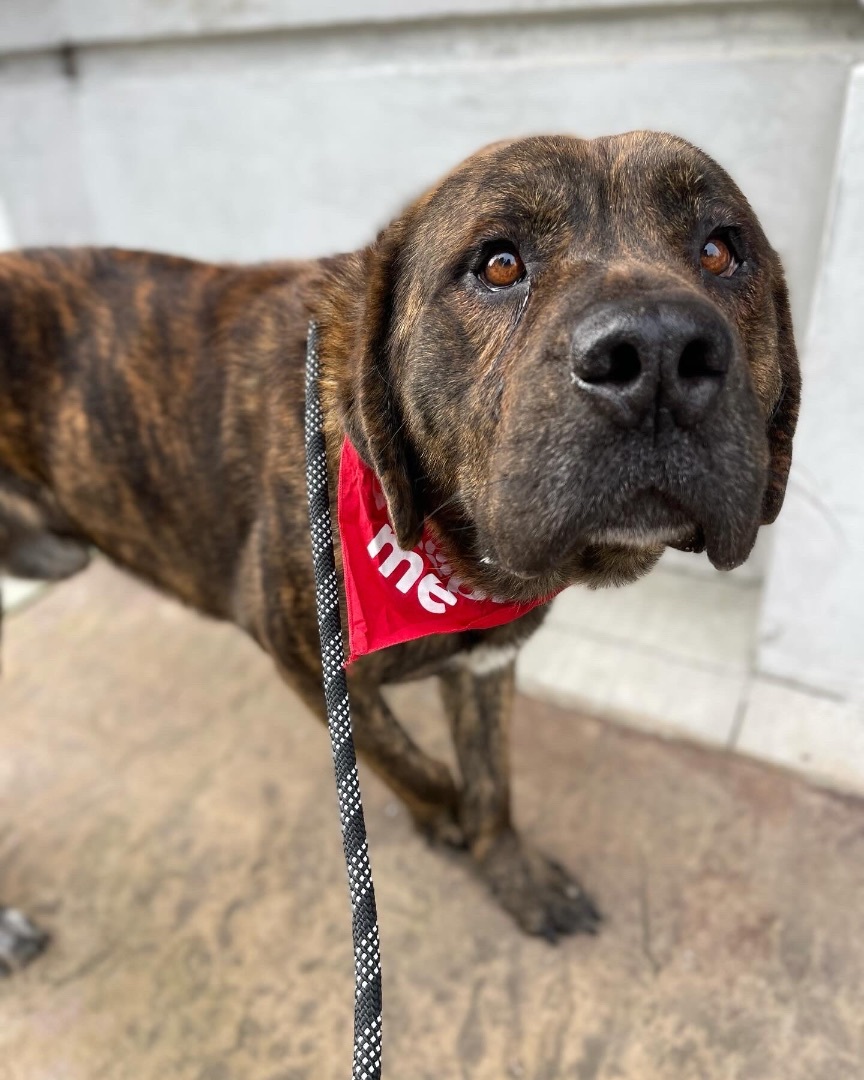 Tiger, a Adoptable mixed breed in lynnwood , WA image 3/6