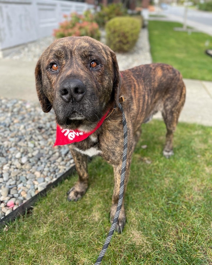 Tiger, a Adoptable mixed breed in lynnwood , WA image 4/6