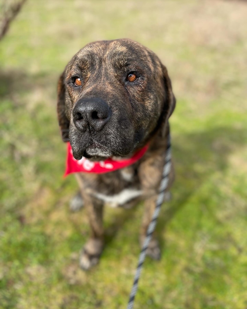 Tiger, a Adoptable mixed breed in lynnwood , WA image 5/6