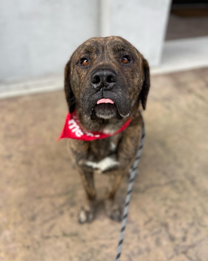Tiger, a Adoptable mixed breed in lynnwood , WA image 6/6