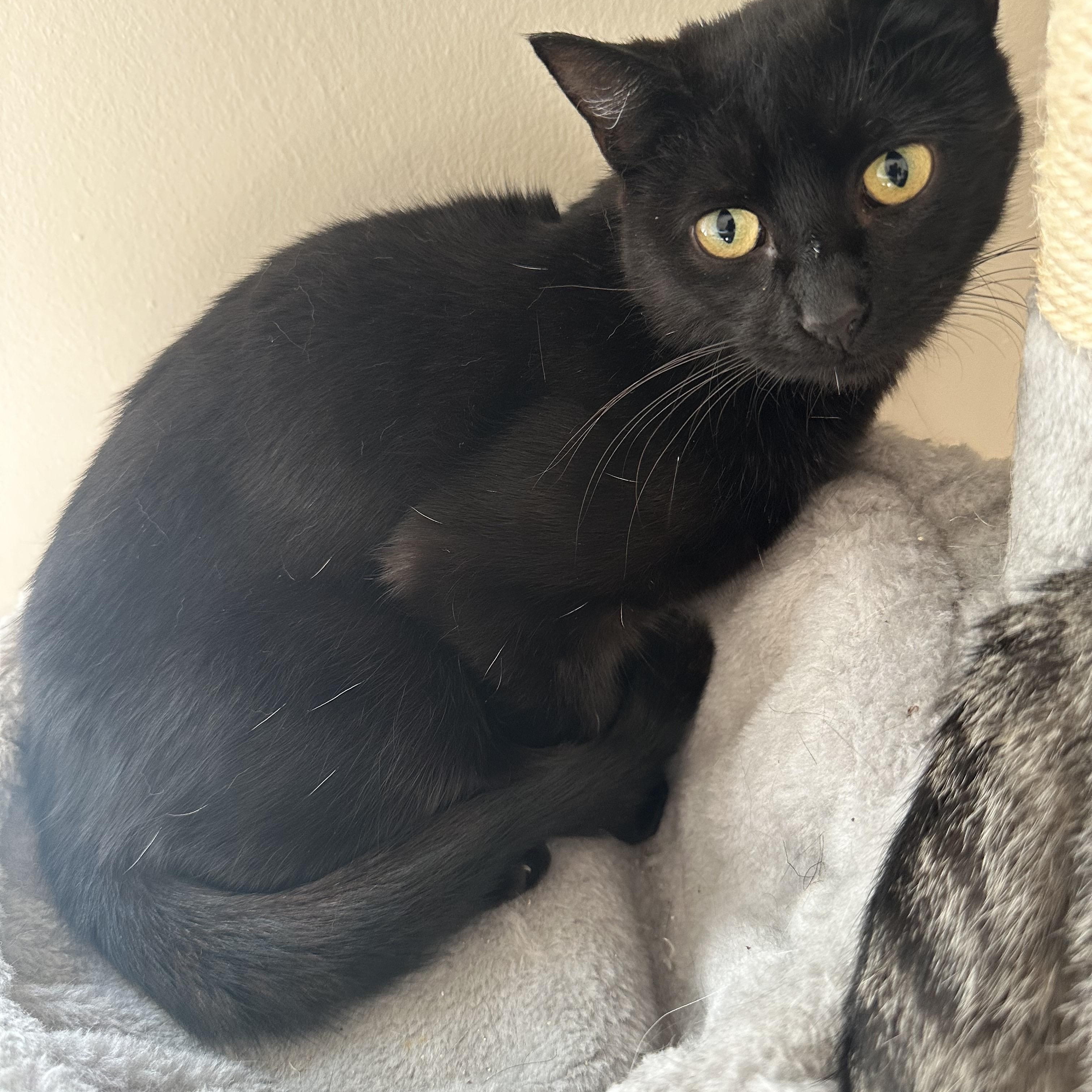 Enlarge RAVEN, a Adoptable Domestic Short Hair in Churchville, PA image 2/4