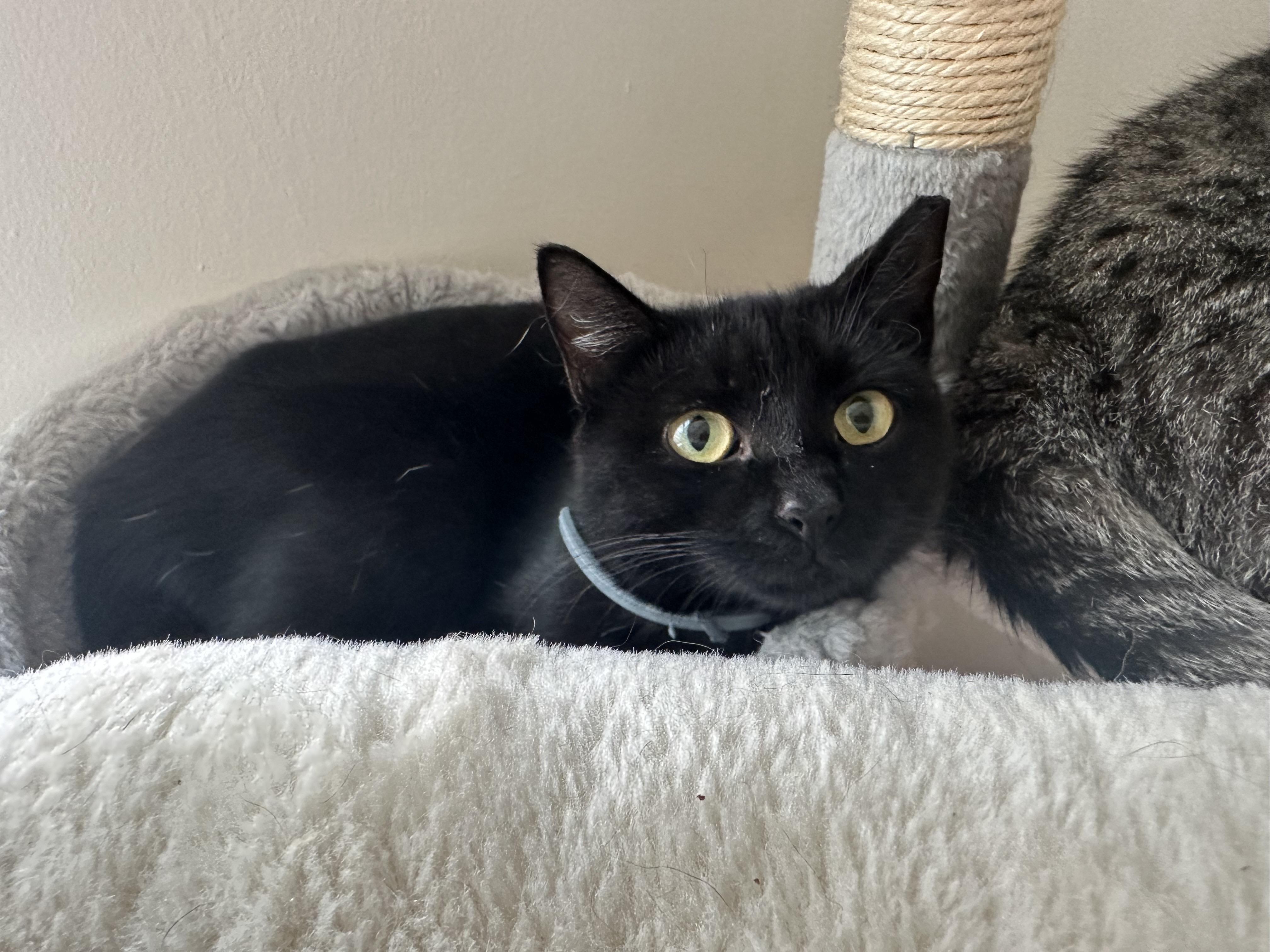 Enlarge RAVEN, a Adoptable Domestic Short Hair in Churchville, PA image 4/4