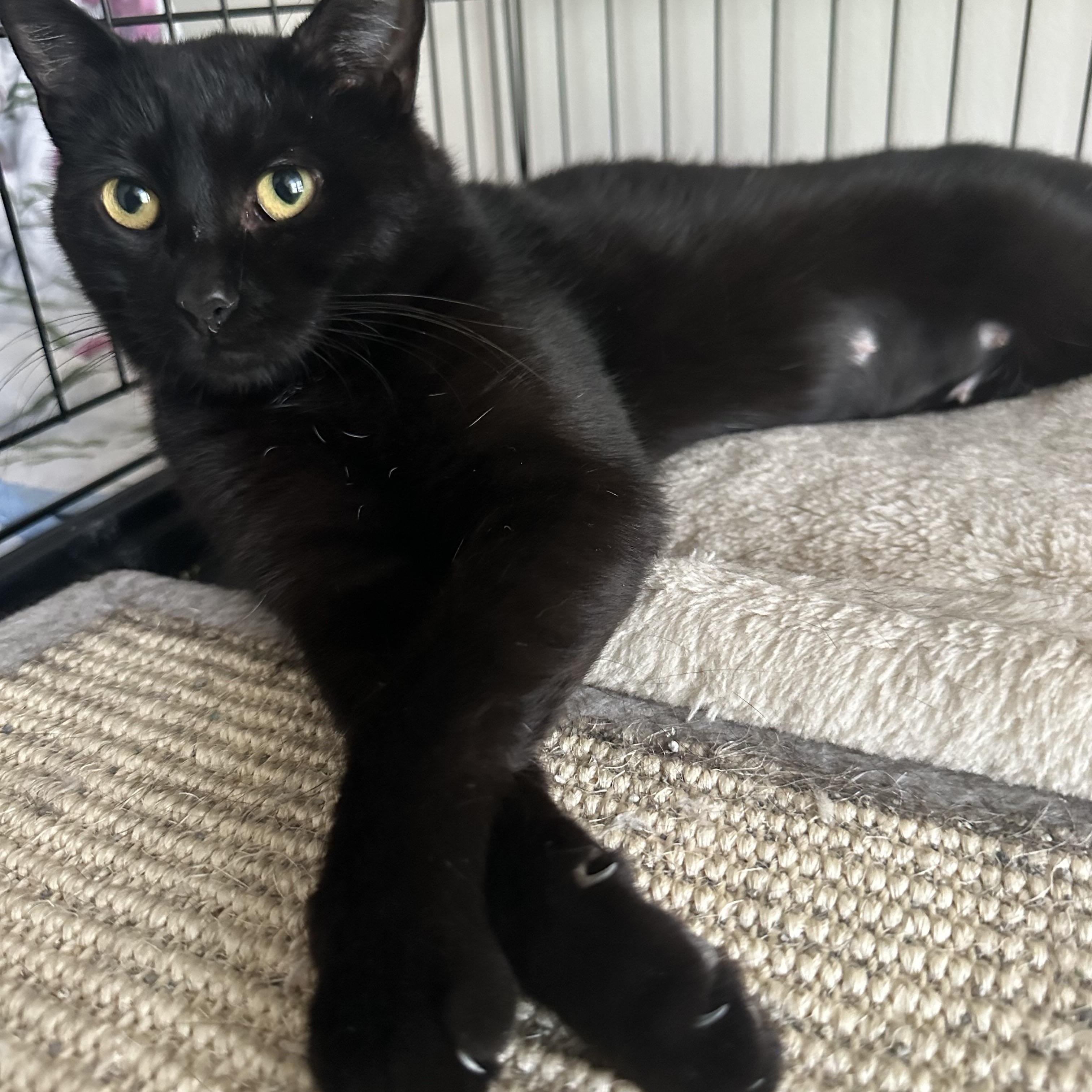 RAVEN, Adoptable, Young Male Domestic Short Hair.