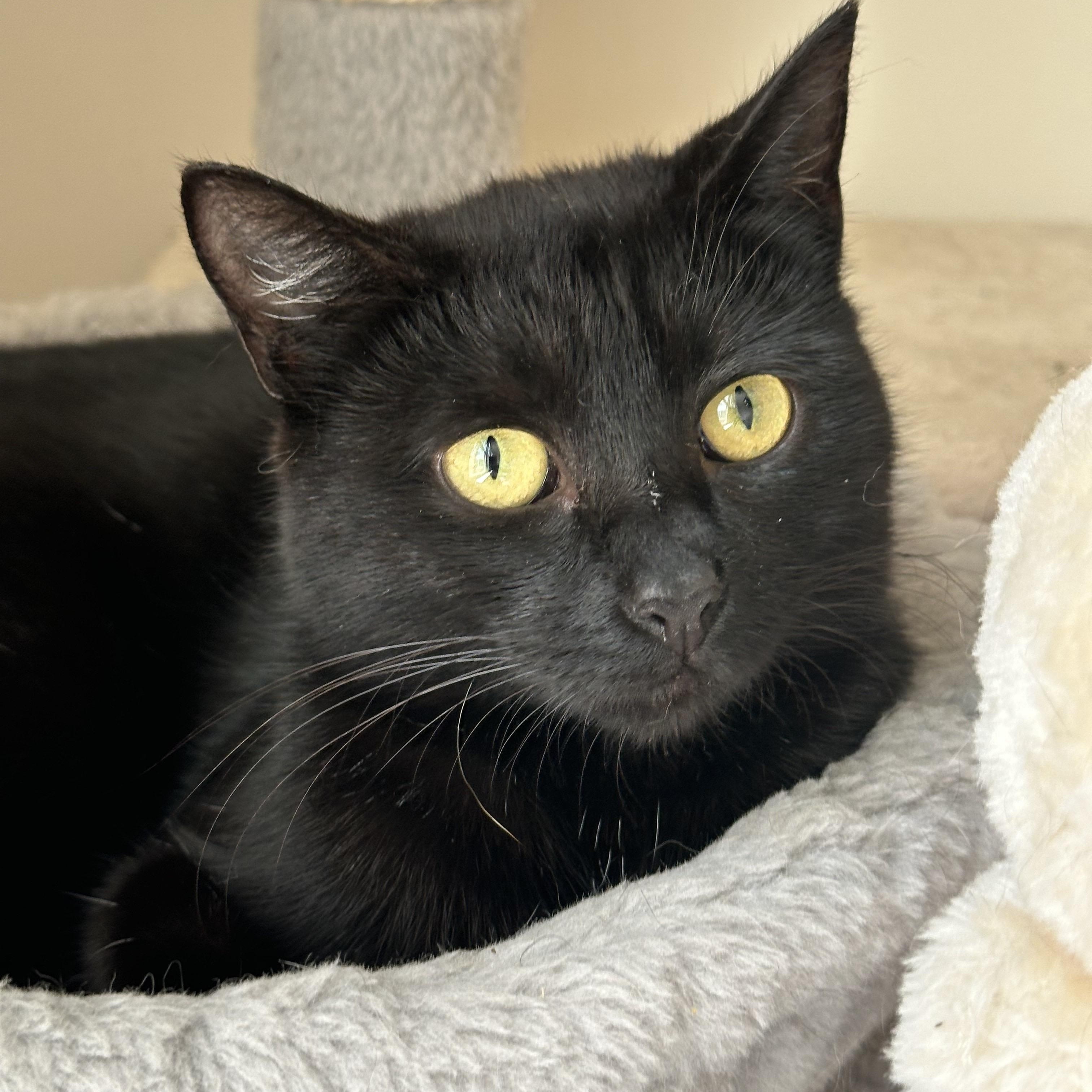 Enlarge RAVEN, a Adoptable Domestic Short Hair in Churchville, PA image 3/4