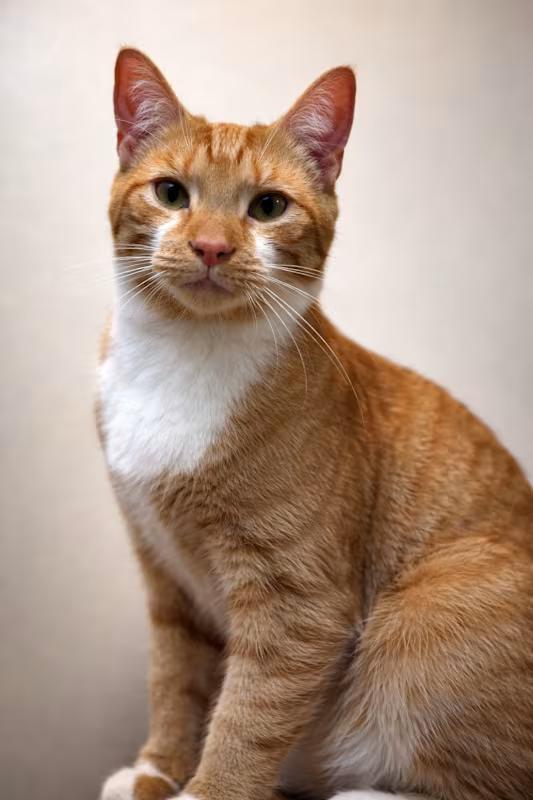 Enlarge Cashew, an adopted American Shorthair in Roscoe, NY image 1/1